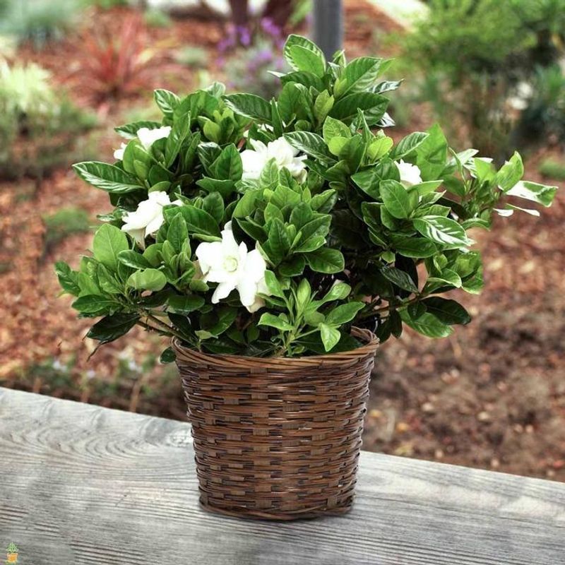 Gardenia
