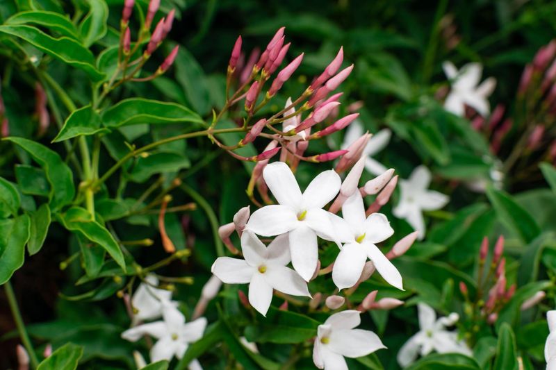 Jasmine