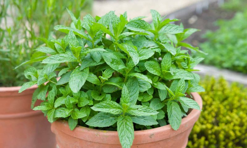 Mint