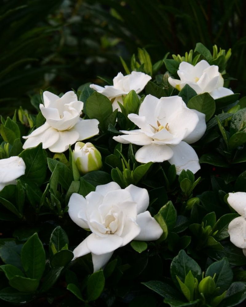 Gardenia: The Southern Elegance