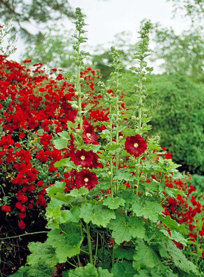 Hollyhock