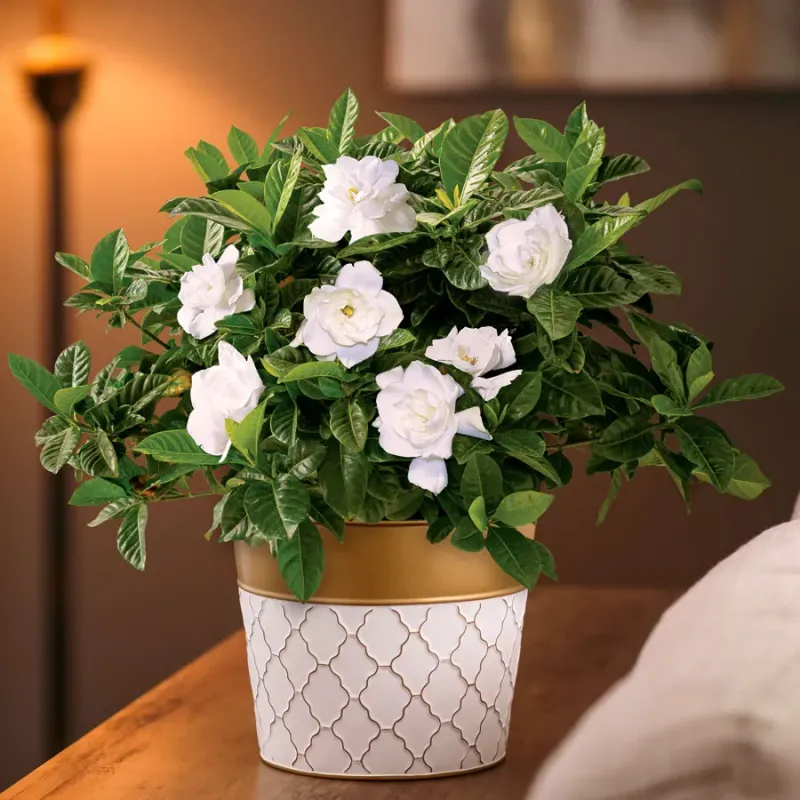 Gardenia