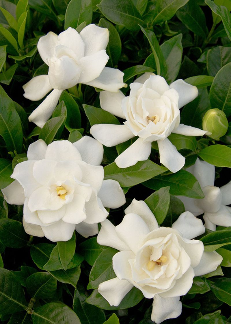 Gardenias