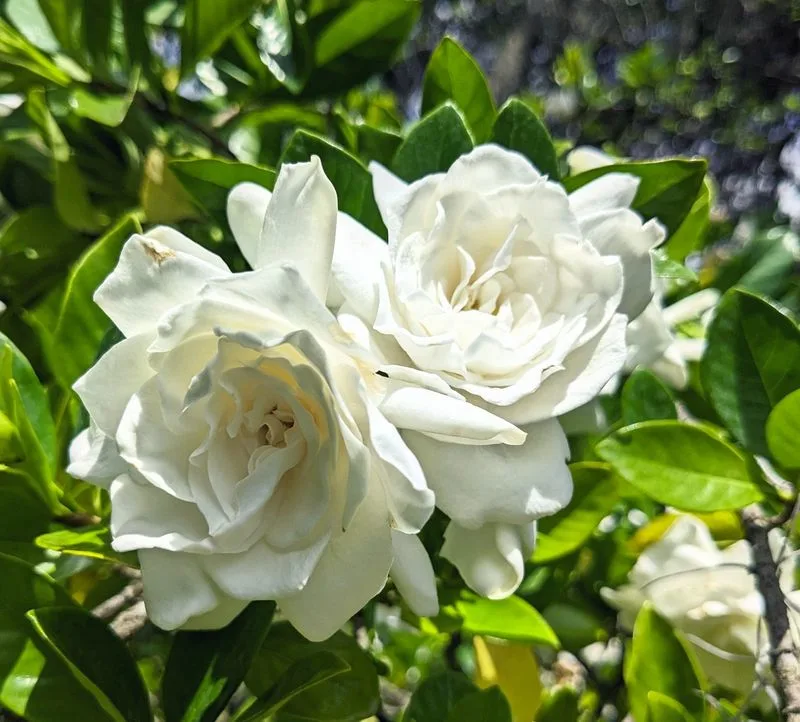 Gardenias