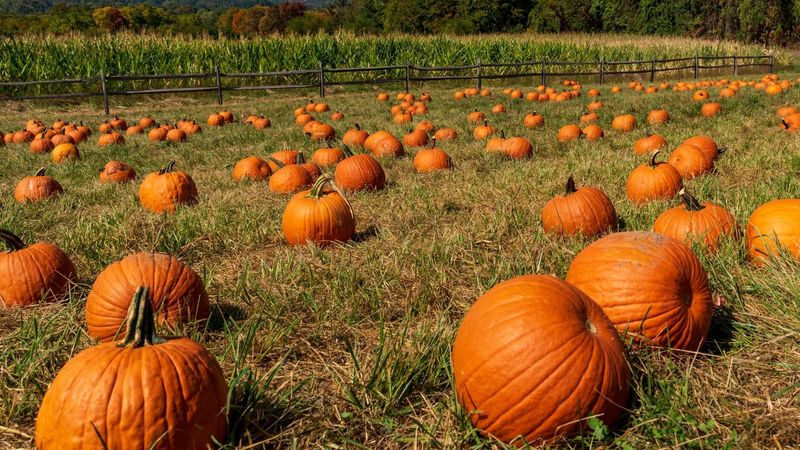 Pumpkins