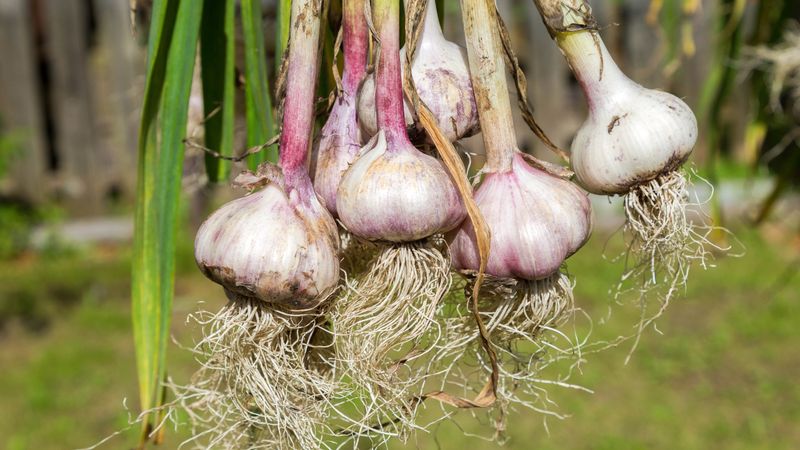 Garlic