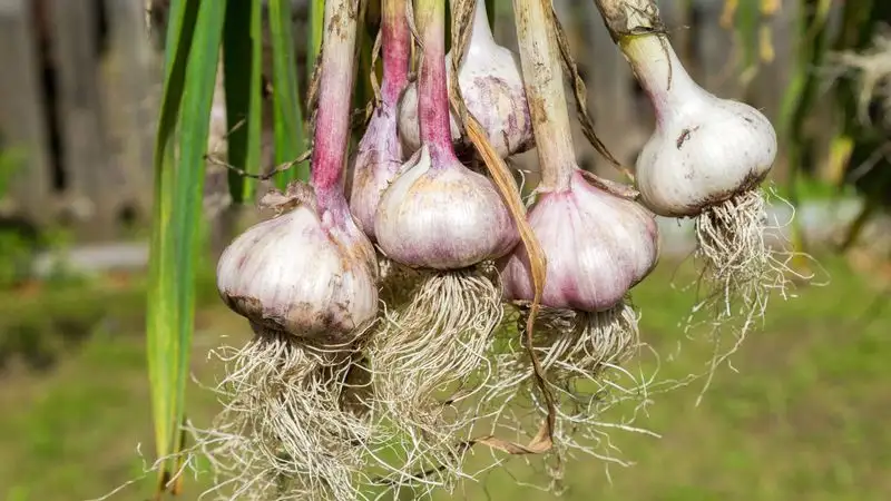 Garlic