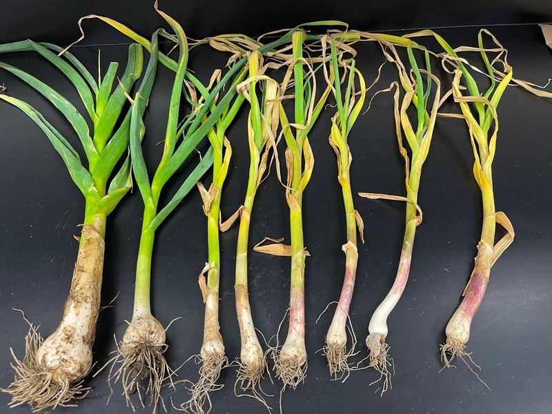 Garlic