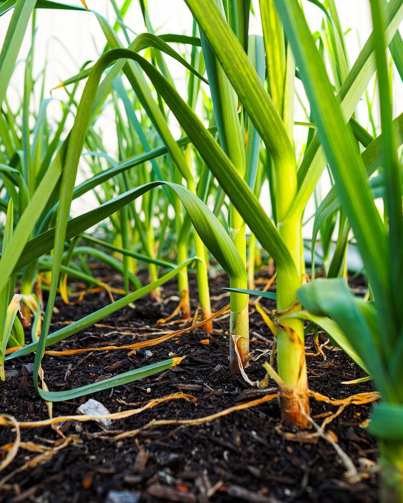 Garlic