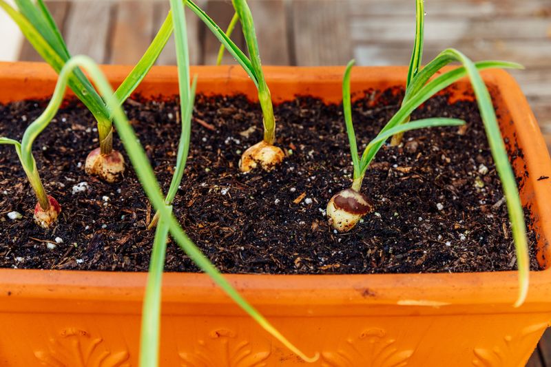 Garlic