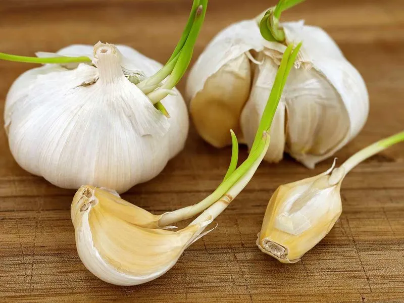 Garlic