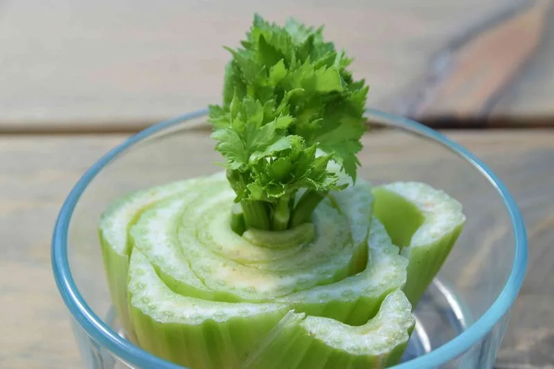 Celery Base Regrowth