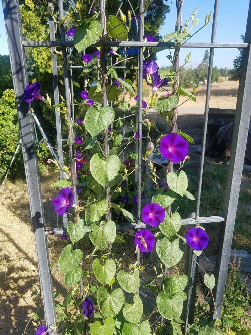 Morning Glory