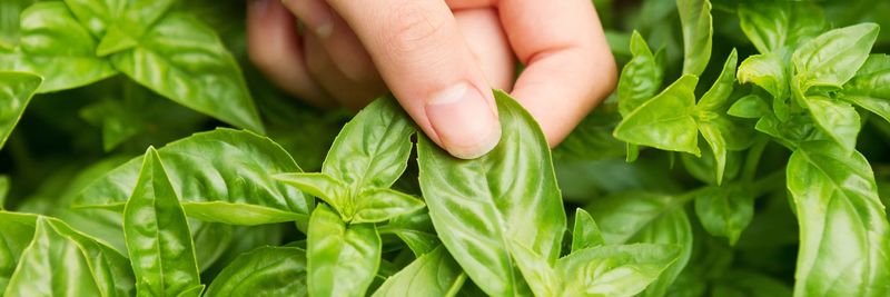Basil as a Repellent