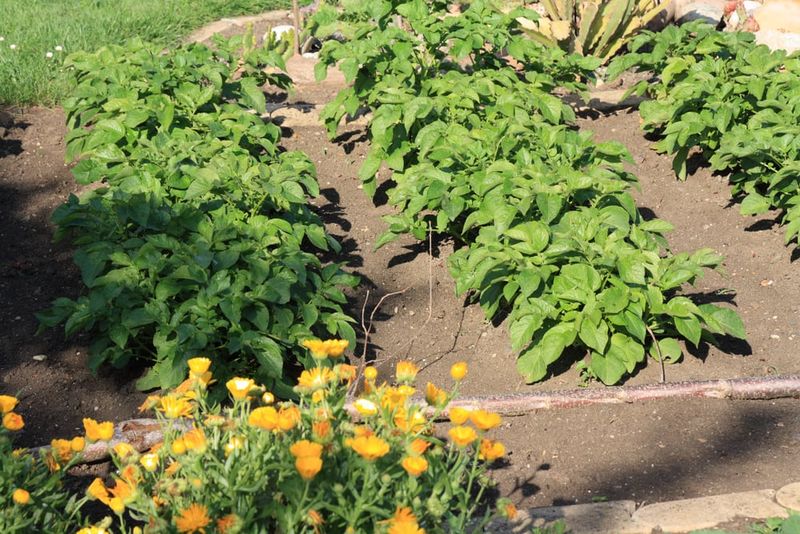 Potato and Sunflower