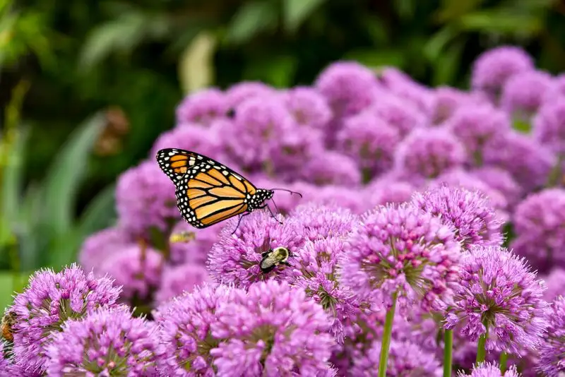 Allium