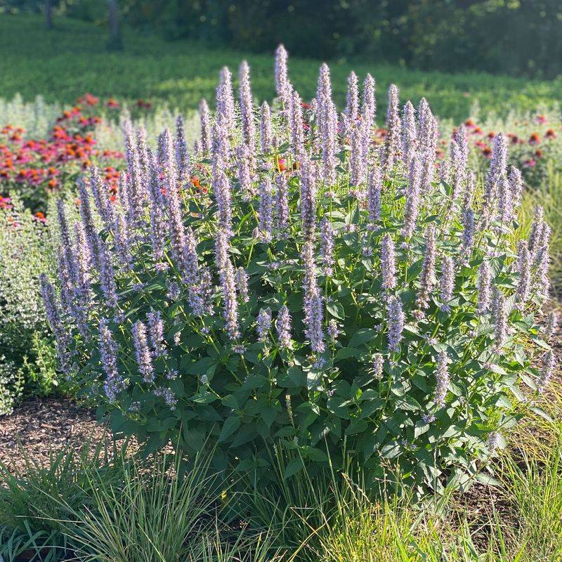 Agastache