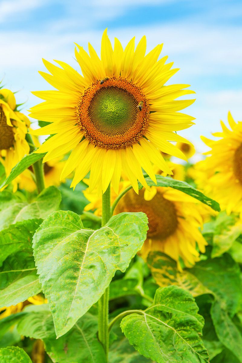 Sunflower