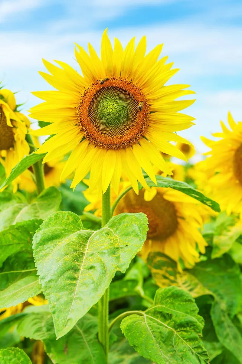 Sunflower