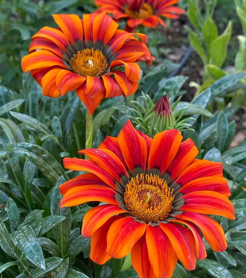 Gazania
