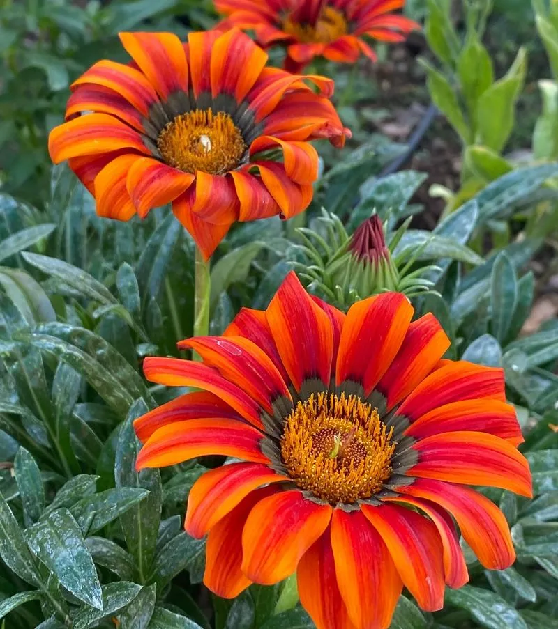 Gazania