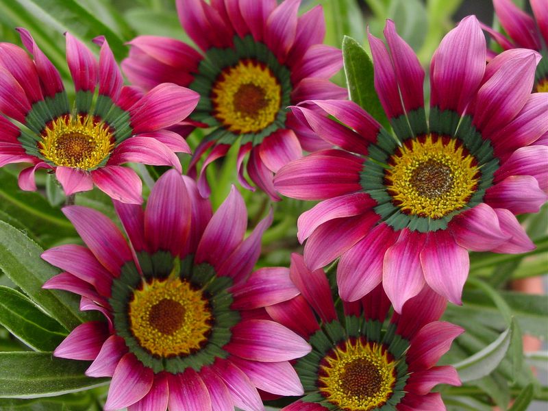 Gazania