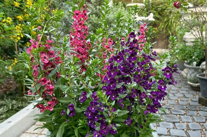 Angelonia