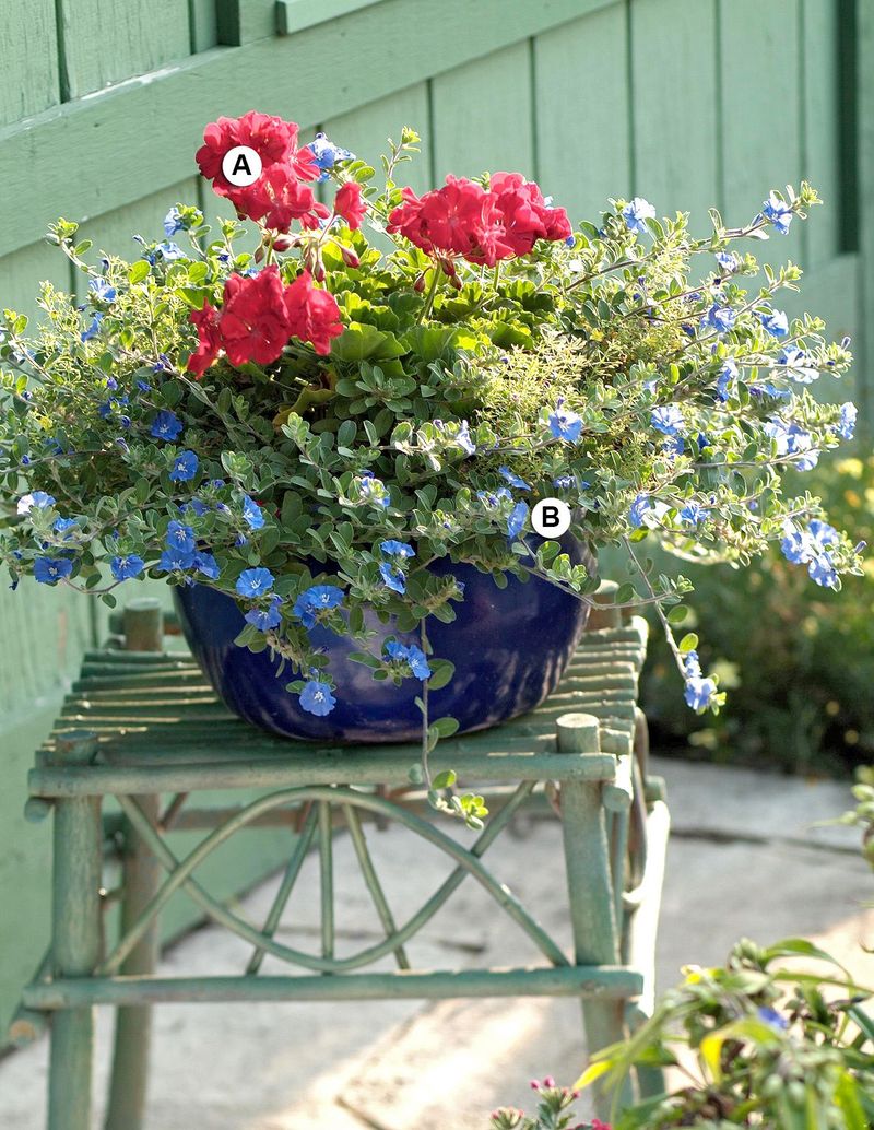 Geranium