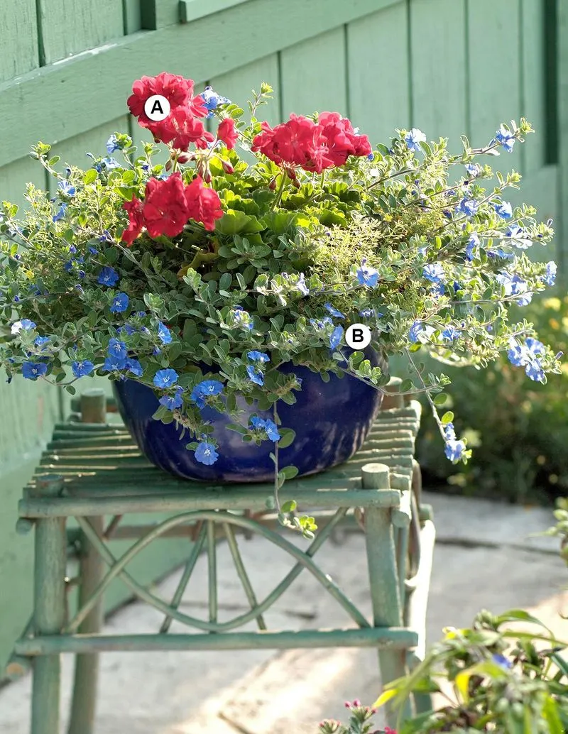 Geranium