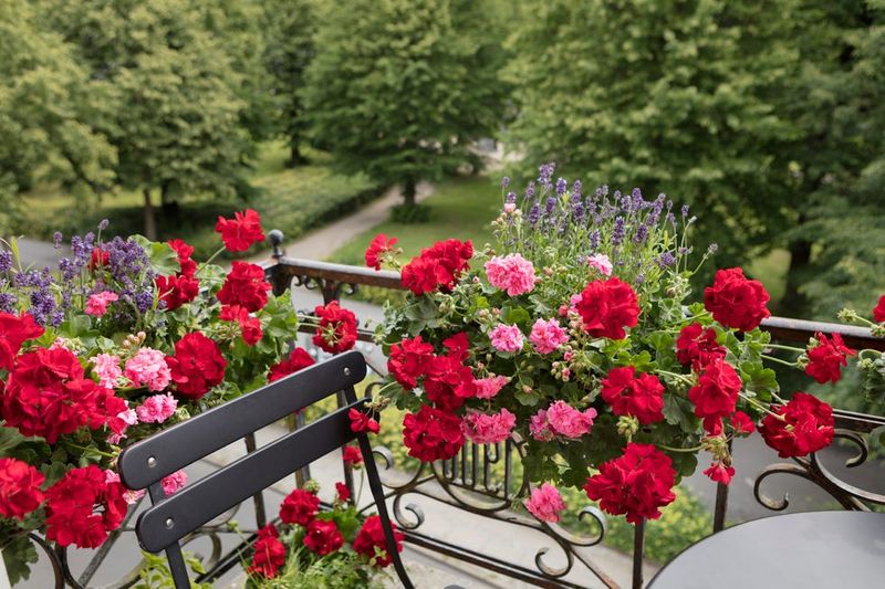 Geranium