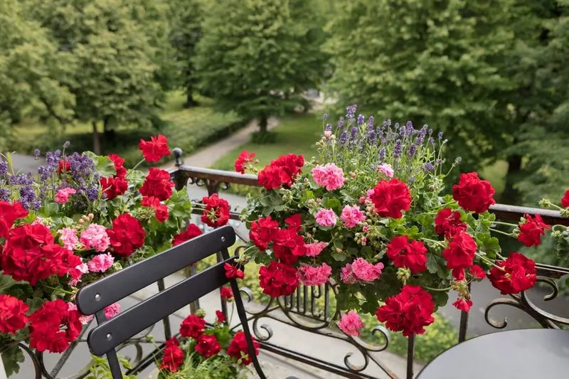 Geranium