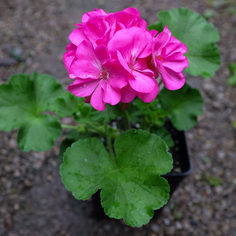 Geranium