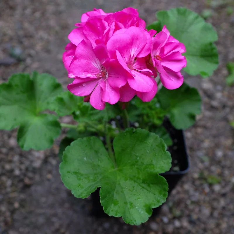 Geranium