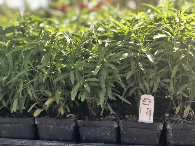 Thyme