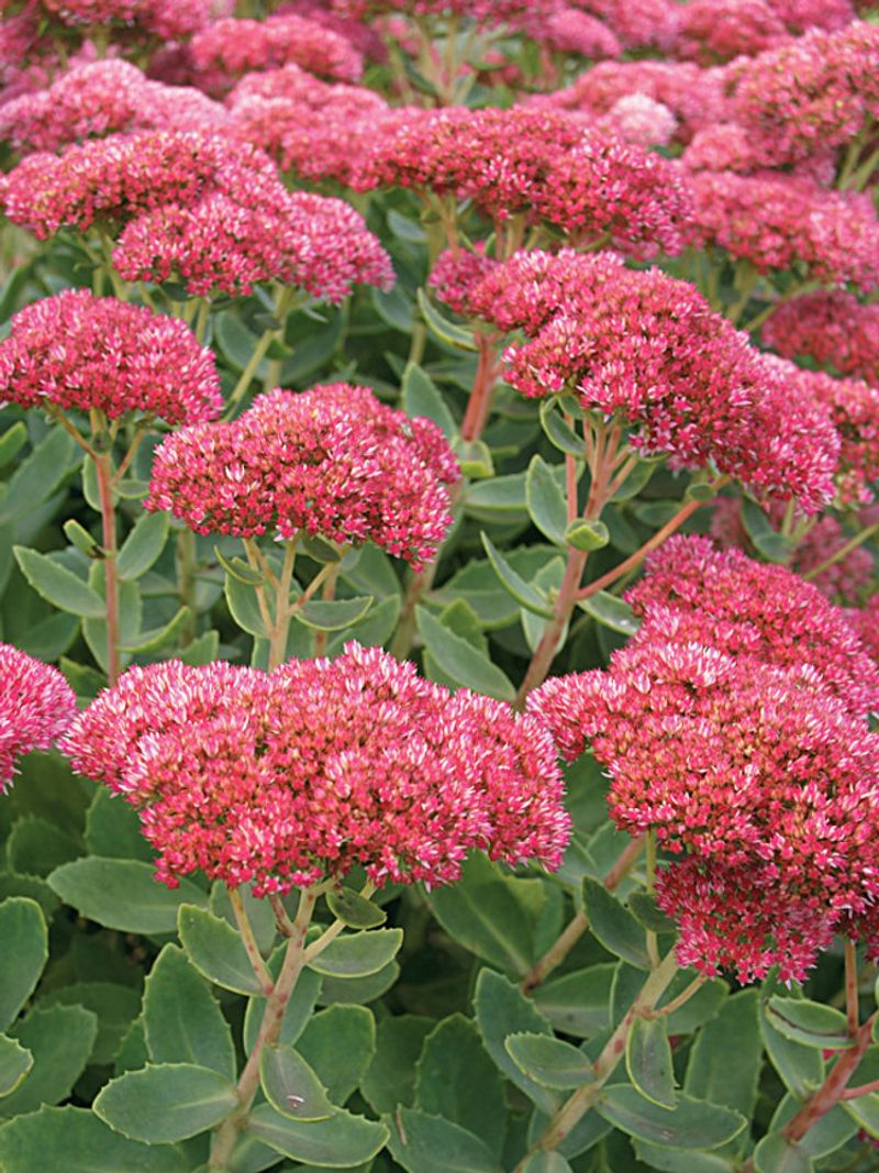 Sedum