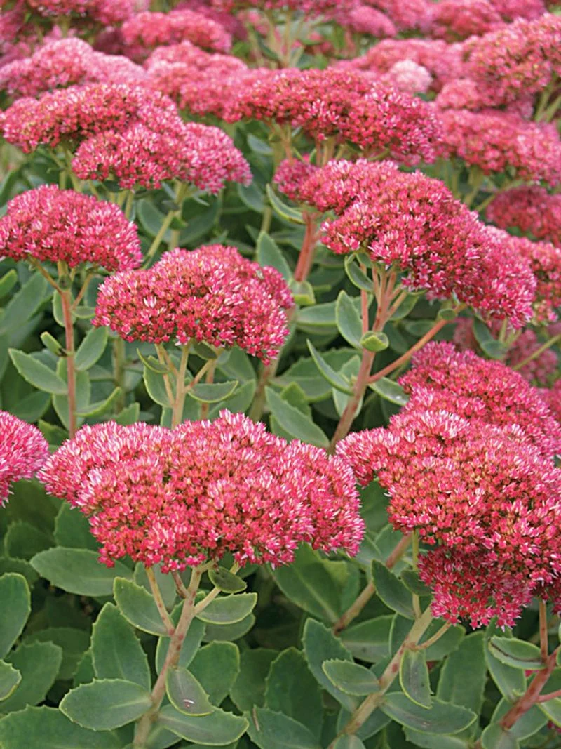 Sedum