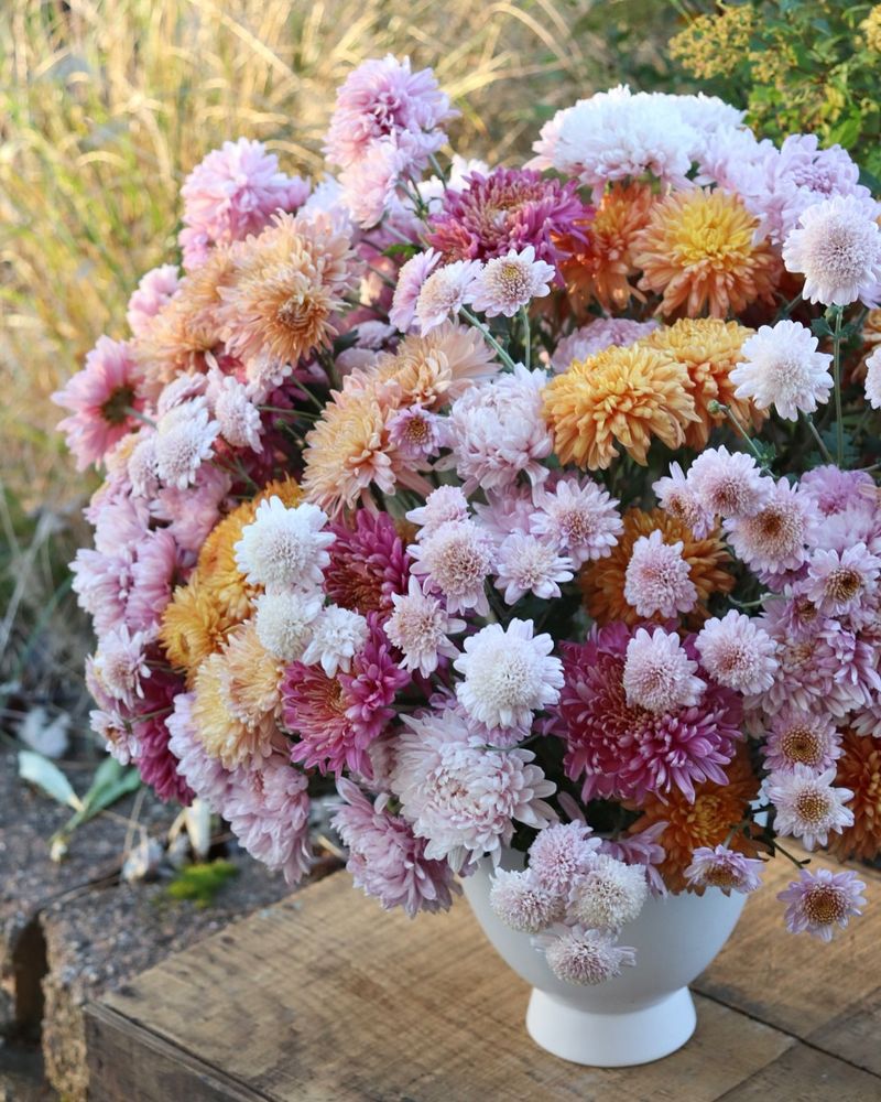 Chrysanthemum