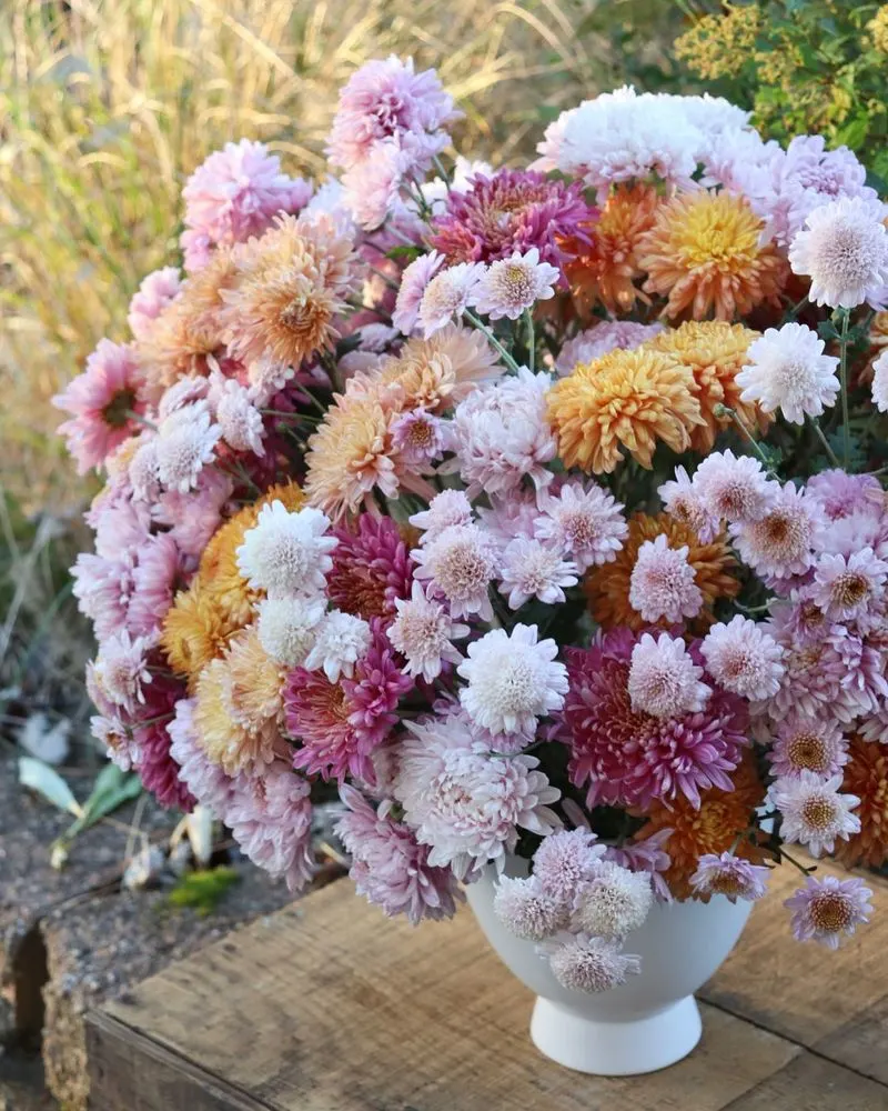 Chrysanthemum