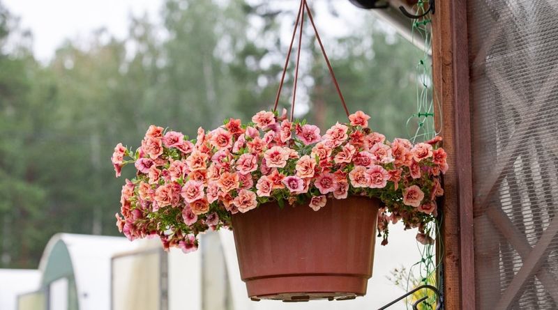 Calibrachoa