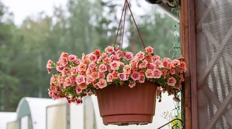 Calibrachoa