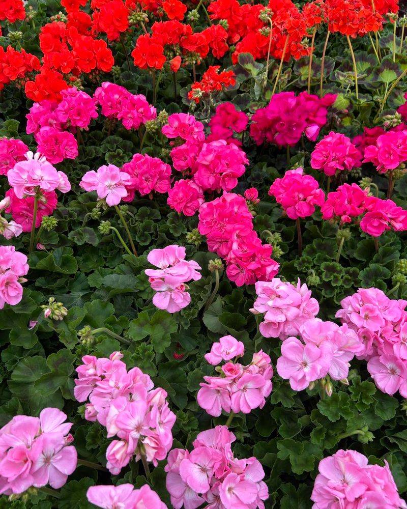 Geranium