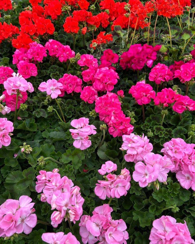 Geranium