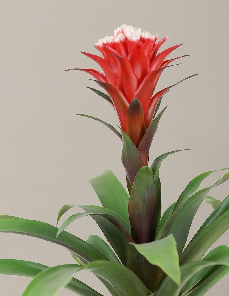 Bromeliad