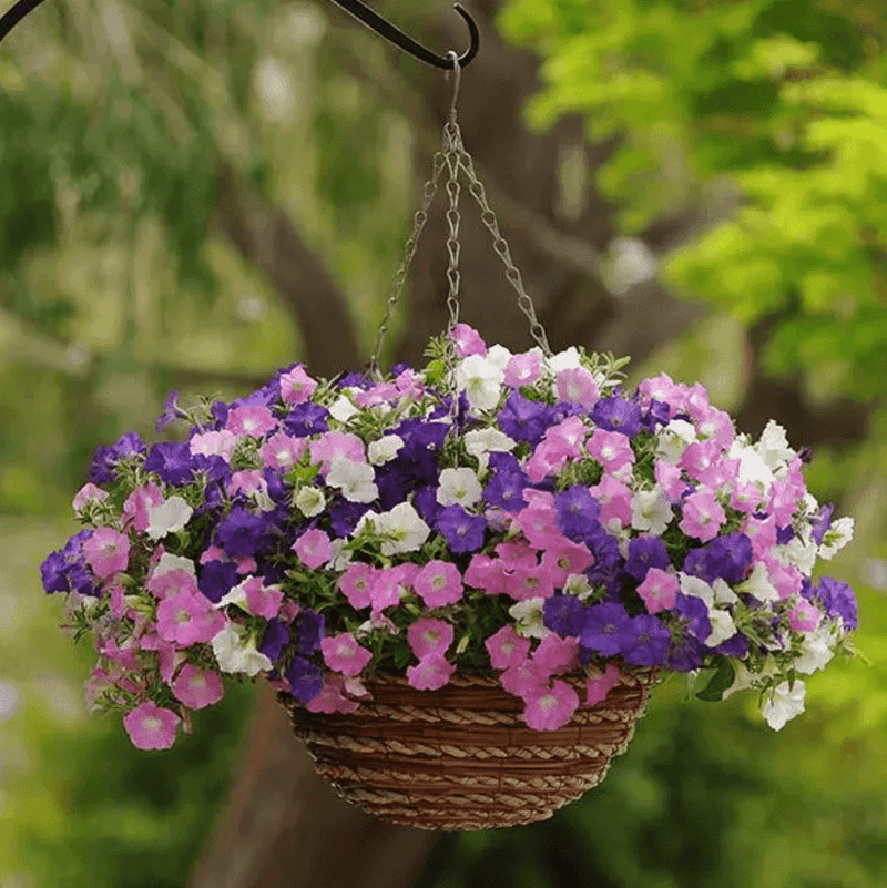 Petunia