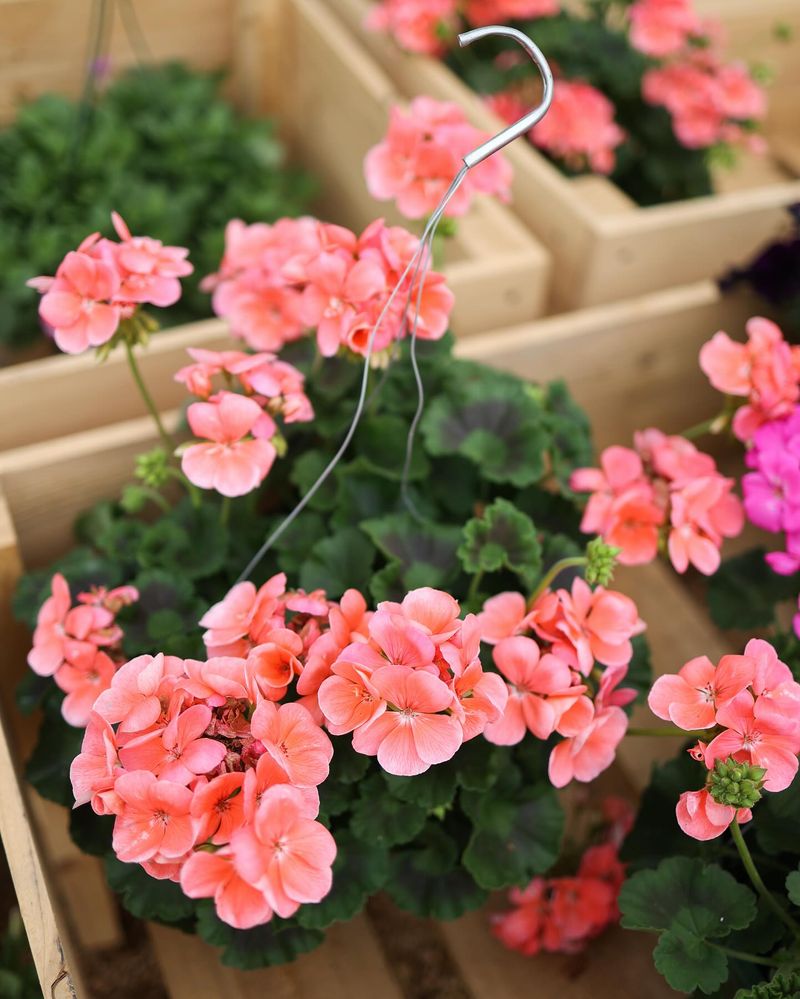 Geraniums