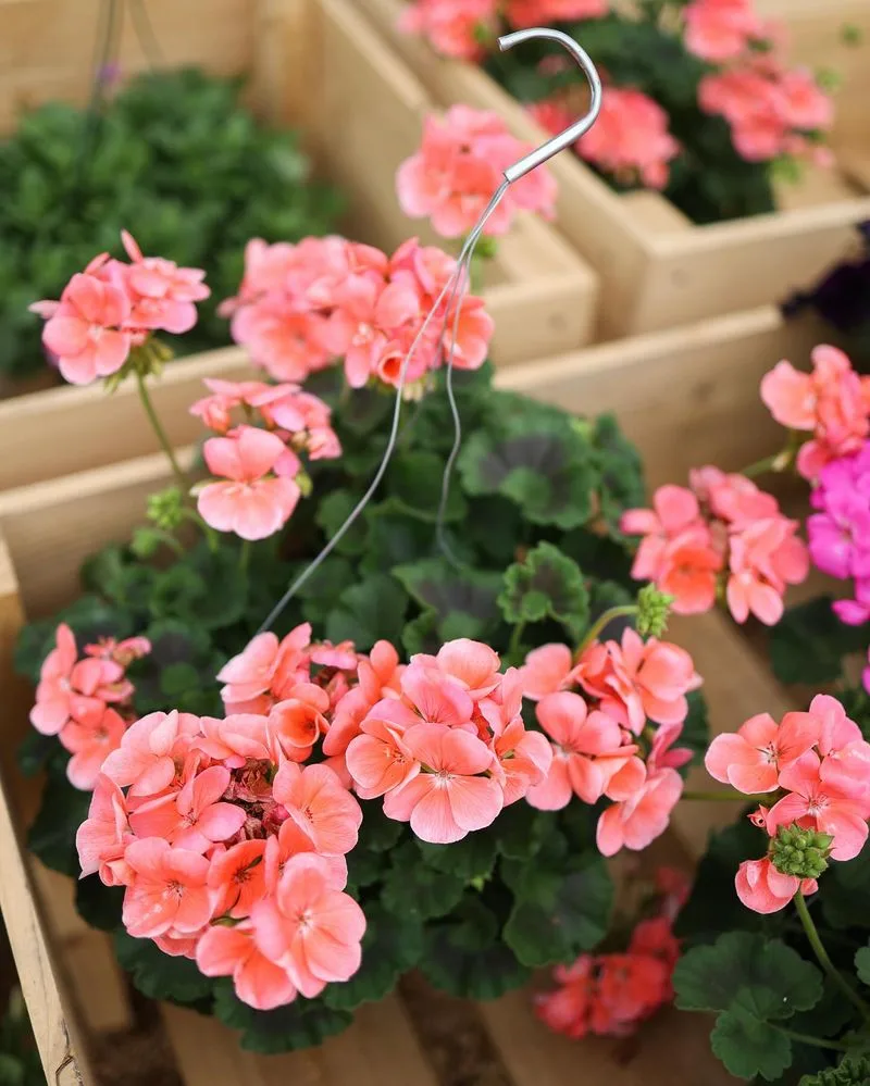 Geraniums