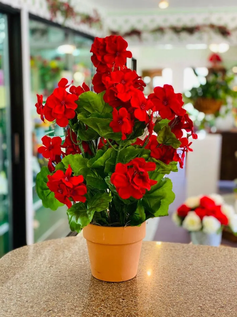 Geraniums