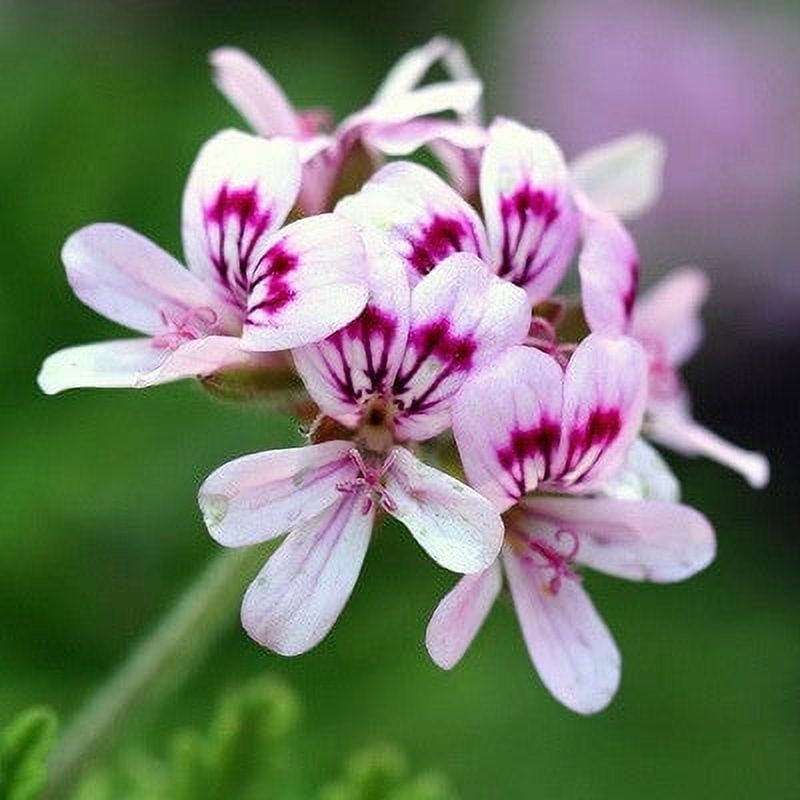 Geraniums