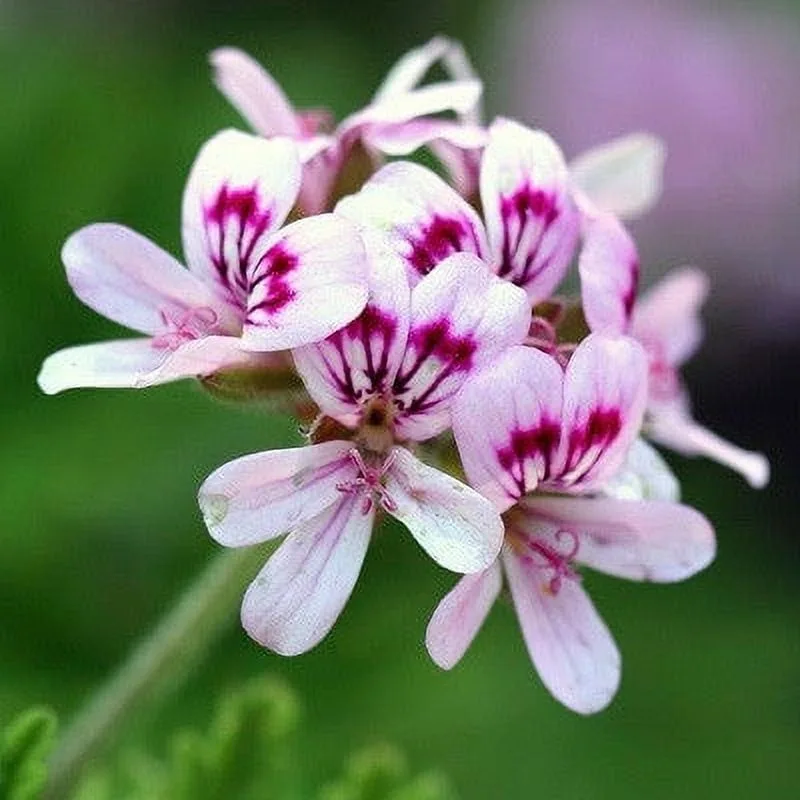 Geraniums
