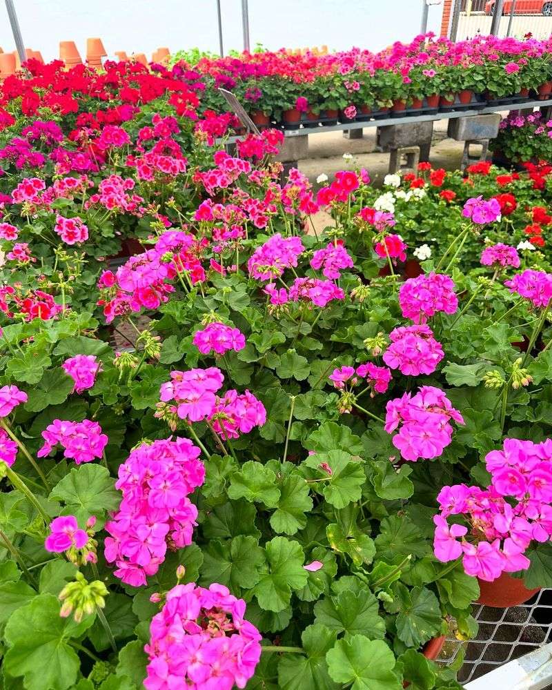 Geraniums